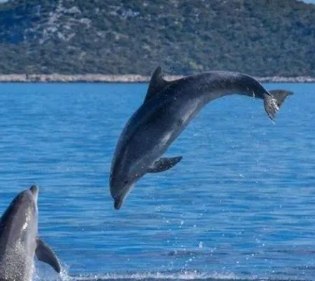 Holiday Beach House Appartement Grebaštica